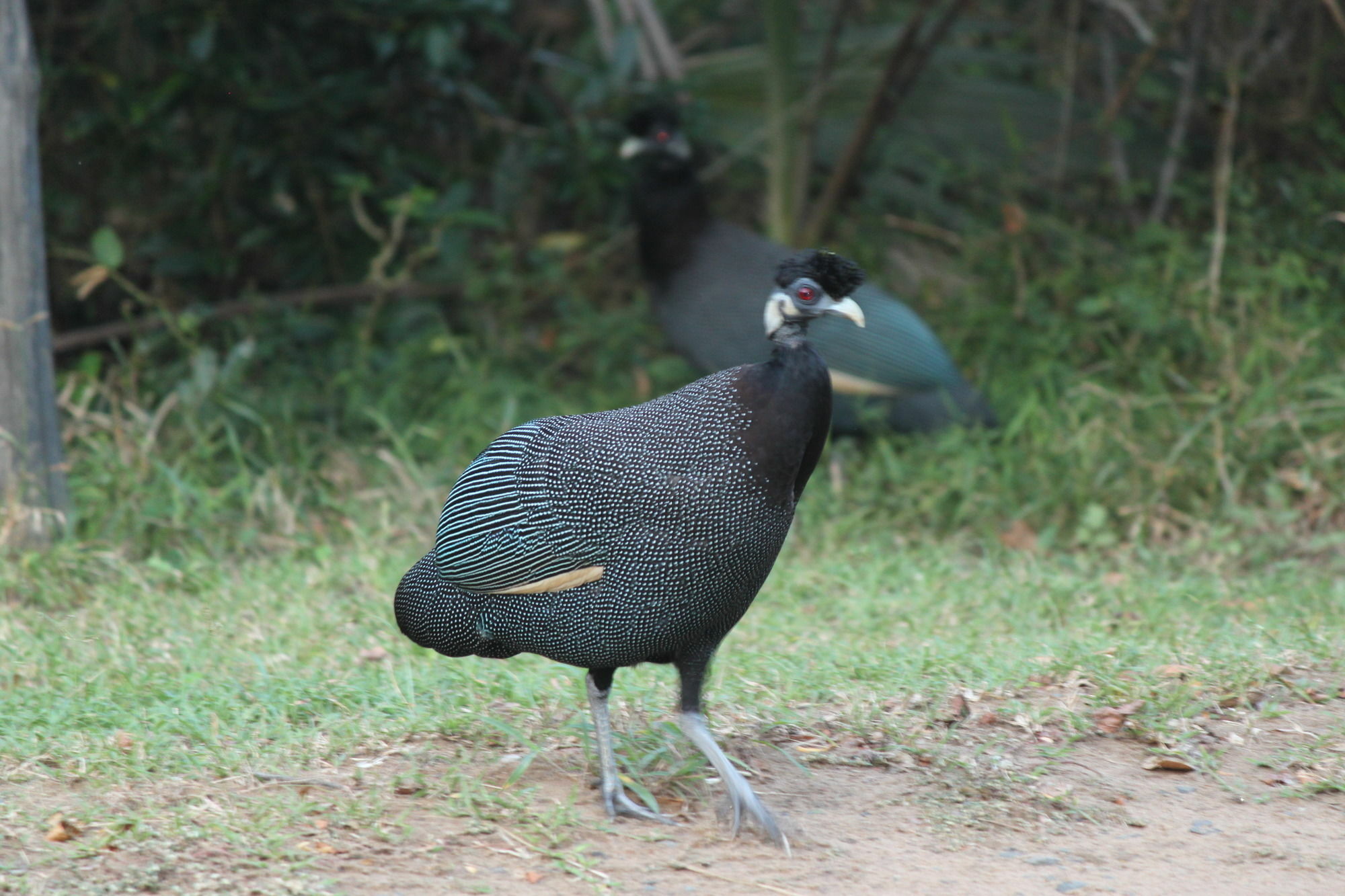 שלושלואי Gooderson Bushlands Game Lodge מראה חיצוני תמונה