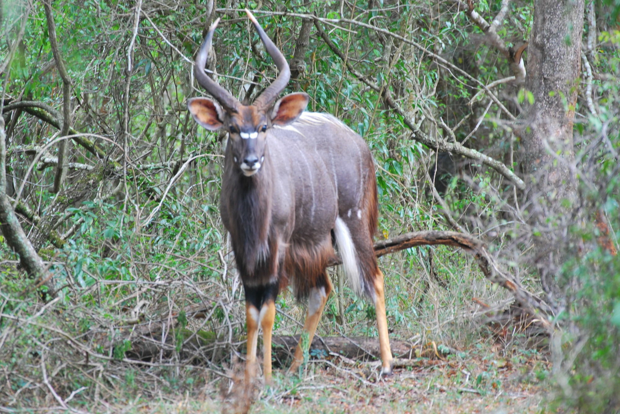 שלושלואי Gooderson Bushlands Game Lodge מראה חיצוני תמונה
